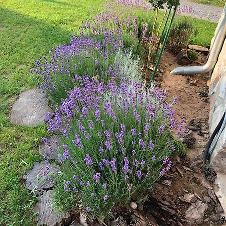 Appartamento Gorica-bistrica Bistrica (Branicevo)